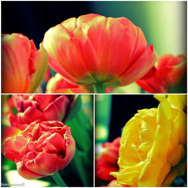 collagetulpe collagetulpe