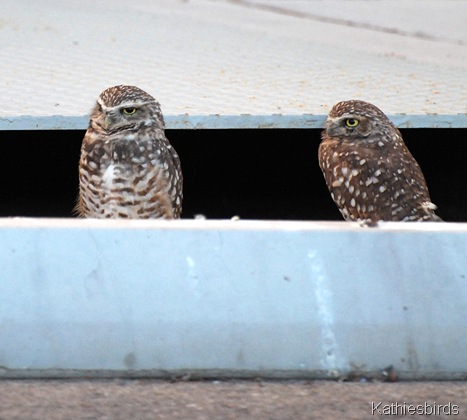 DSC_0202 Burrowing owls-kab