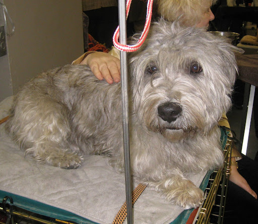 Glen Of Imaal Terrier