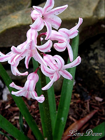 [Hyacinth_Pink%255B7%255D.jpg]
