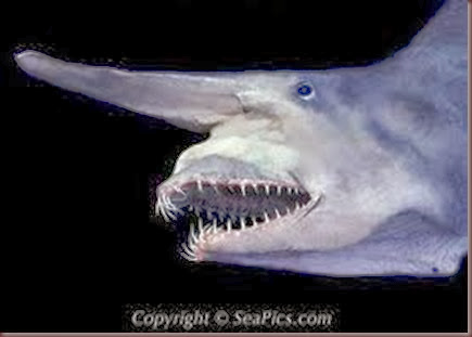 Amazing Animal Pictures Goblin Shark (2)