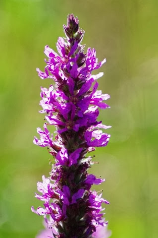 005 (425x640) 005 (425x640)