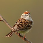 Chipping Sparrow - April 2008