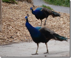 aviary9