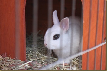 Årnes Zoo had some bunnies
