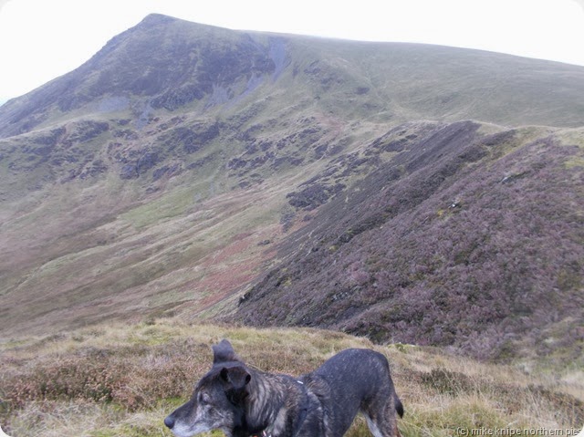 lonscale fell from burnt horse