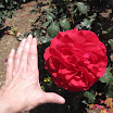 Rose Garden at the Mission 077.JPG