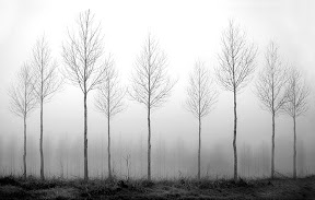 Through the Fog by Cherry Larcombe AFIAP DPAGB ARPS BPE3 Through the Fog by Cherry Larcombe AFIAP DPAGB ARPS BPE3