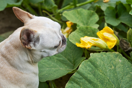 There are plenty of blossoms on the vines. Franny, did you know that many people love eating the blossoms of summer squash? I'm told that they're excellent stuffed with seasoned ricotta cheese and then fried until crispy. There are plenty of blossoms on the vines. Franny, did you know that many people love eating the blossoms of summer squash? I'm told that they're excellent stuffed with seasoned ricotta cheese and then fried until crispy.