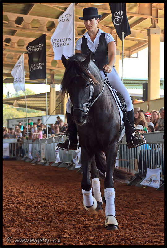 il/Фото: Stallion Show 2011 (20110416 stllion show 045 2143)