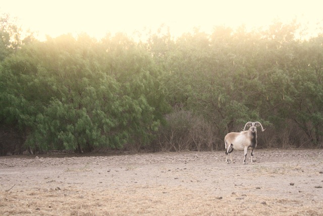Ranch June 18 036