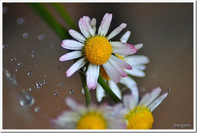 DSC_0469 DSC_0469