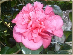 IMG_0220 IMG_0220
