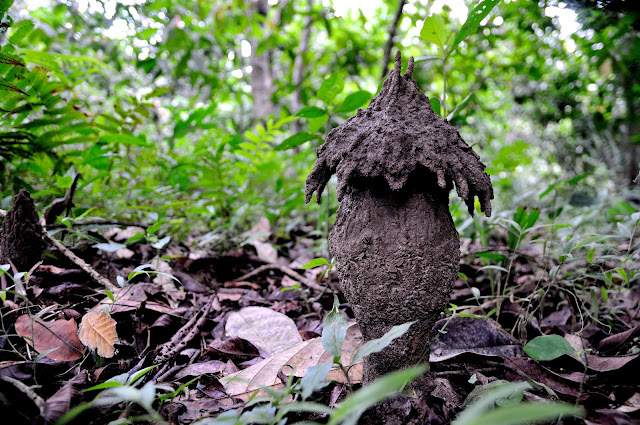 Termitière "champignon". Environs d'Ebogo (Cameroun), 23 avril 2013. Photo : Daniel Milan