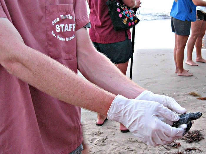 home.made. south padre sea turtle rescue