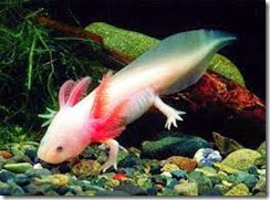 ajolote ajolote, enigmas, curiosidades, animales, ciencia
