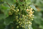 White currants are also turned into jams, and also wine, and syrup.  Because of their sweetness, you can eat them out of hand.  White and sweet like me right, Franny?