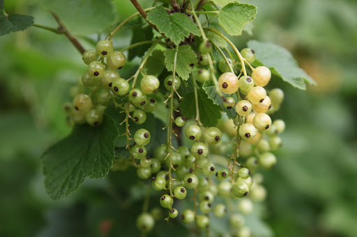 White currants are also turned into jams, and also wine, and syrup.  Because of their sweetness, you can eat them out of hand.  White and sweet like me right, Franny?