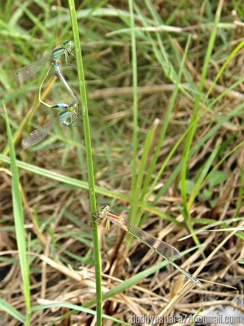 Damselfly mating - Ischnura senegalensis_8