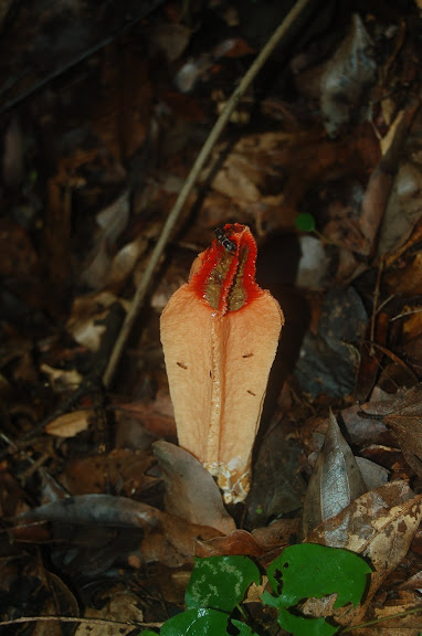 Champignon insolite (famille des Phallacées ?). La Montagne d'Ambre (biotope forestier, 500 m), au sud d'Antsiranana, 3 février 2011. Photo : T. Laugier