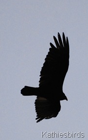 DSC_0008 DSC_0008