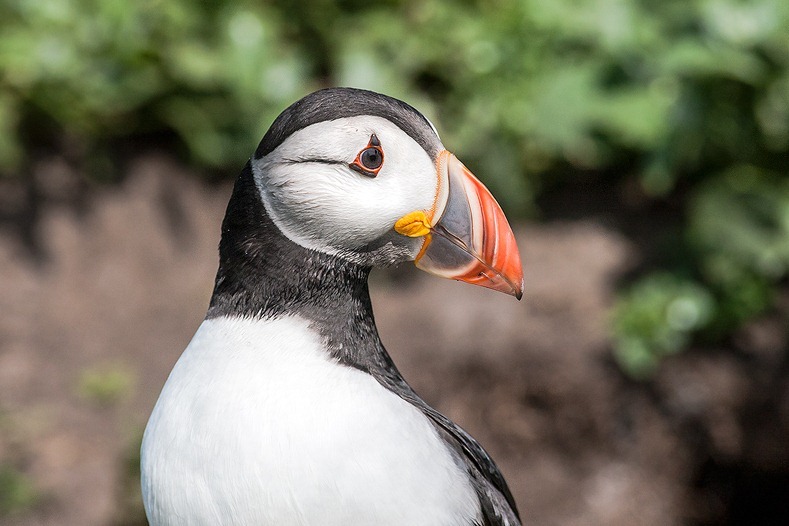 Farne Island Puffin