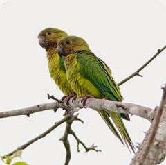 aves2 aves2