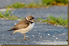 Semipalmated Plover - Charadrius semipalmatus