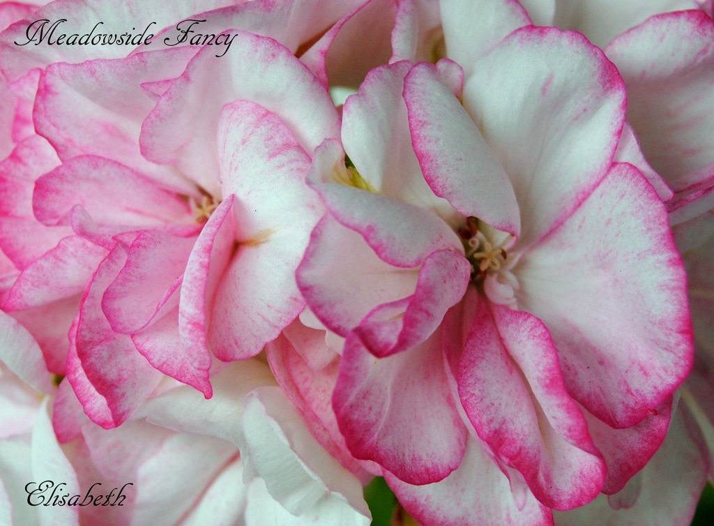 [Pelargonium%2520juni-11%2520042%255B4%255D.jpg]