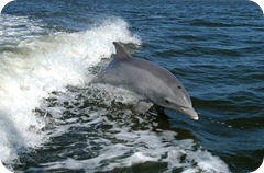 dolphin delfino