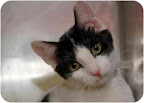 Minnie Mouse, from New York City. This 3-month-old kitty is super gentle and sweet. She is beautiful and would love to be your new best friend! See link to her info at end of blog. Minnie Mouse, from New York City. This 3-month-old kitty is super gentle and sweet. She is beautiful and would love to be your new best friend! See link to her info at end of blog.