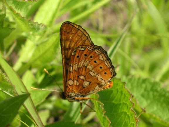 Euphydryas davidi OBERTHÜR, 1881, mâle. Au sud d'Andreevka, 5 juillet 2011. Photo : J. Michel