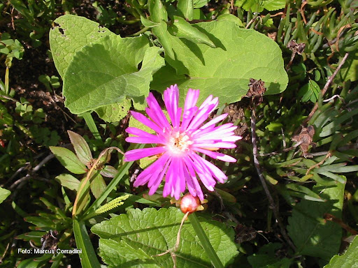 Lampranthus Productus