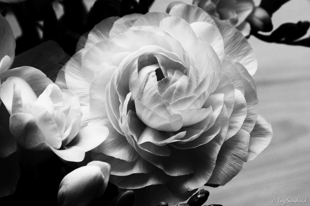 [hvid%2520blomst%2520-%2520high%2520contrast%255B2%255D.jpg]