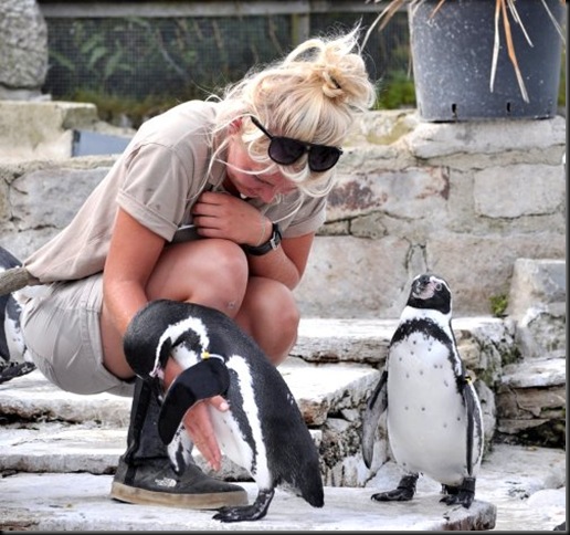 Becky with the penguins Becky with the penguins