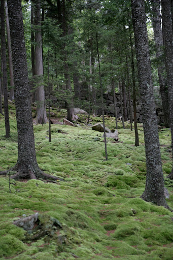 The moss-covered grounds