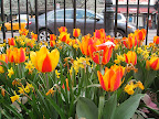 The gardeners at the Jefferson Market Garden obviously considered their bulb choices carefully. Combining two different plants with the same color but very different floral form and size makes this display visually intriguing.