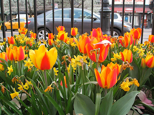 The gardeners at the Jefferson Market Garden obviously considered their bulb choices carefully. Combining two different plants with the same color but very different floral form and size makes this display visually intriguing.