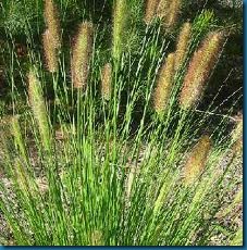 foxtail