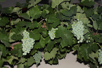 IMG_0165.JPG