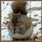 Eastern gray squirrel