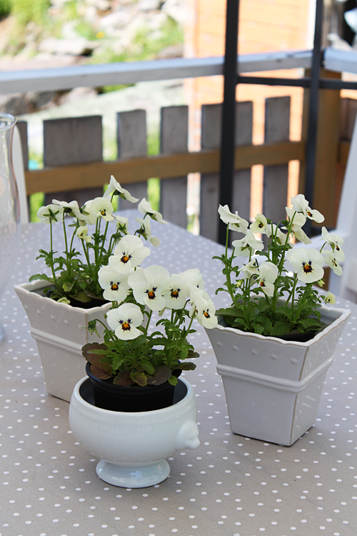 stemorsblomster2 stemorsblomster2