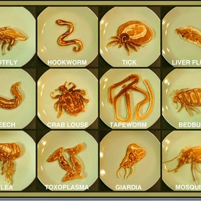 an overview of the different types of parasitic worms Explanation about parasitic diseases in birds protozoa and worms different types of colloidal silver. an overview of the different types of parasitic worms Explanation about parasitic diseases in birds protozoa and worms different types of colloidal silver.