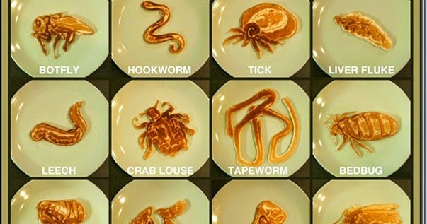 Human Parasites, Types of Parasites, and Classification | MedicoTips.Com