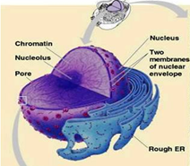 Nucleus