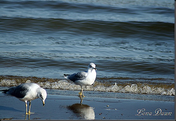 CC_SeaGulls_Wading