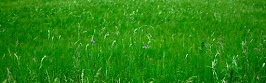 flower panoram_nebesnoe.info_38.jpg