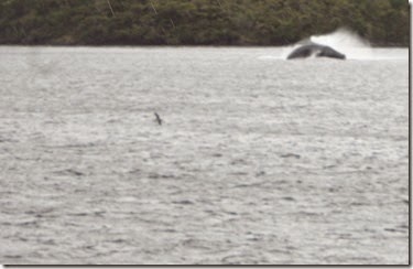 baleine à bosse sautante