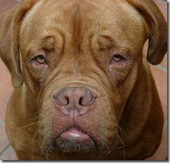 Leishmaniosi canina: sintomi generali