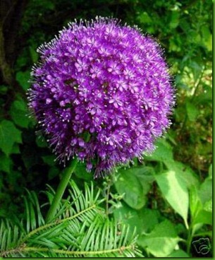 Allium Purple Sensation